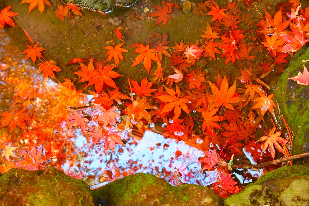 いざ秋の鎌倉～覚園寺