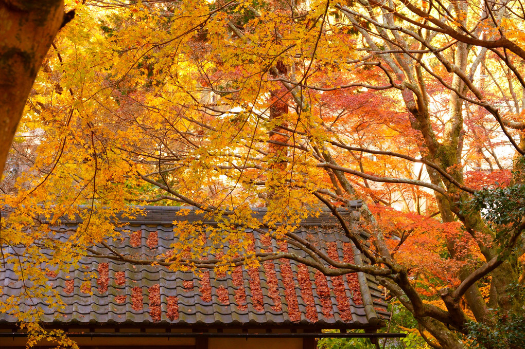 いざ秋の鎌倉～明月院