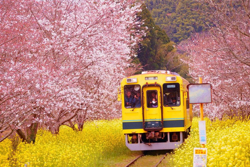 菜の花桜列車でGooo～