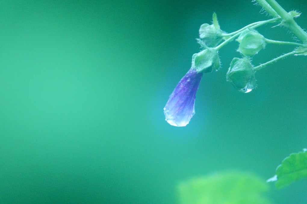 朝の雫