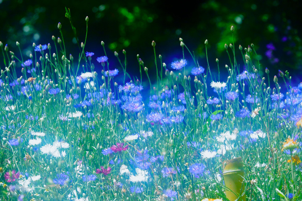 青の花園