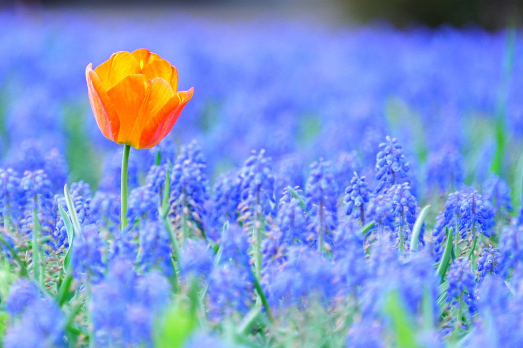 春の花