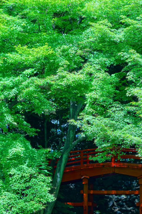 新緑探し＠小石川の公園