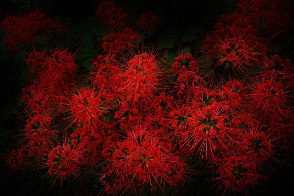 地上の花火