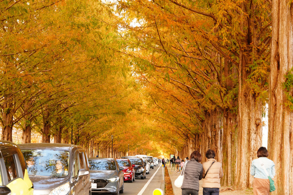秋色のメタセコイヤ並木