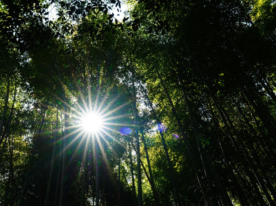 嵯峨野　竹林の道