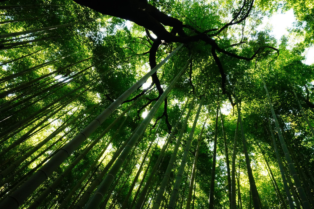 嵯峨野　竹林の道