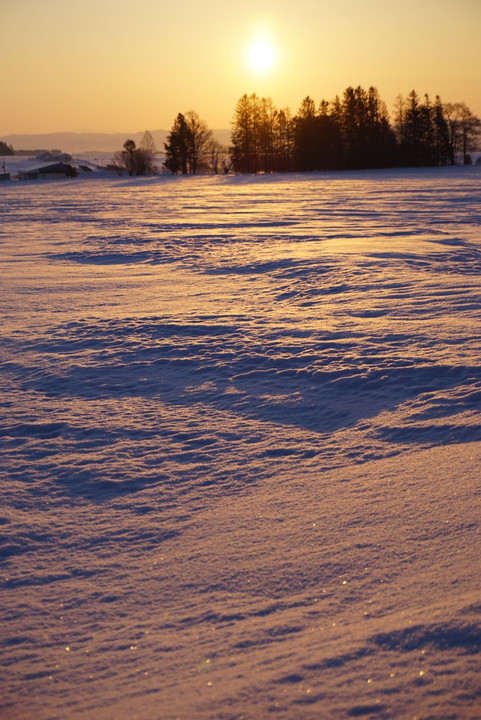 久しぶりの雪の北海道