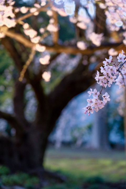 2019桜紀行 六義園