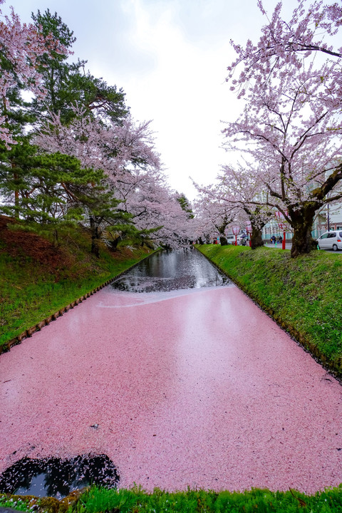 2019桜紀行　花いかだ