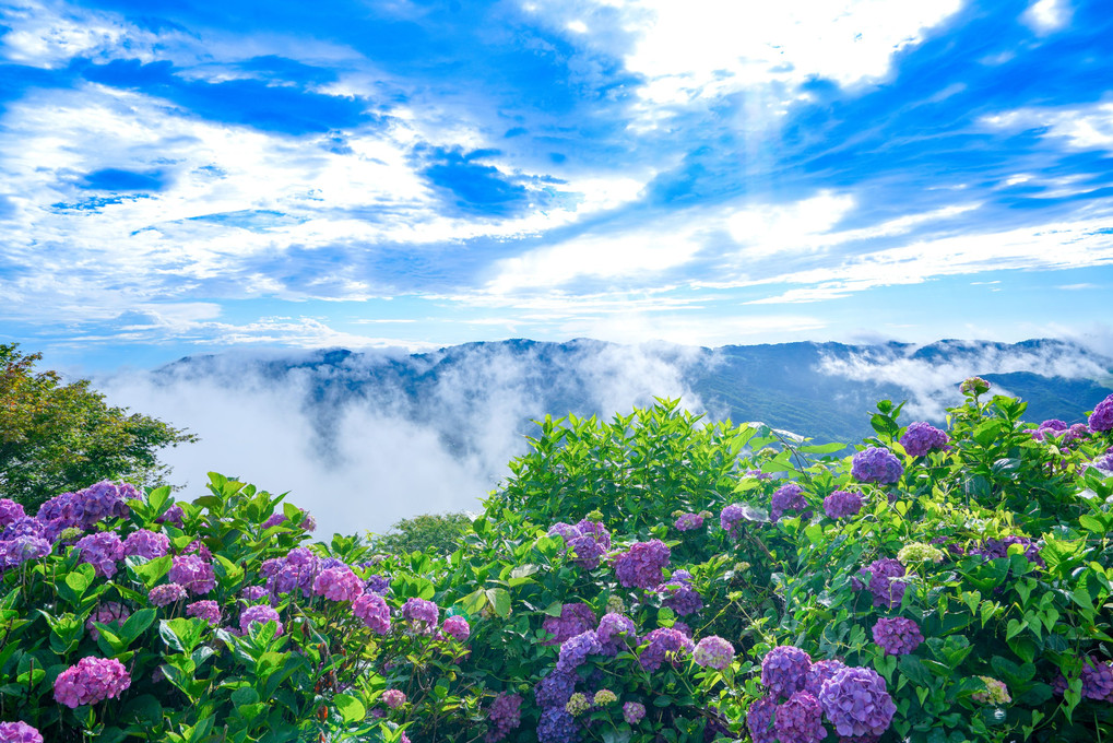 天空の紫陽花