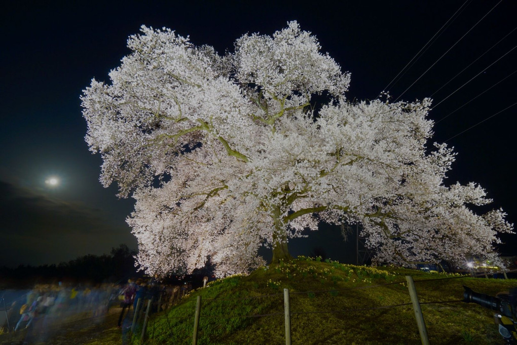 そこに佇む桜の巨木