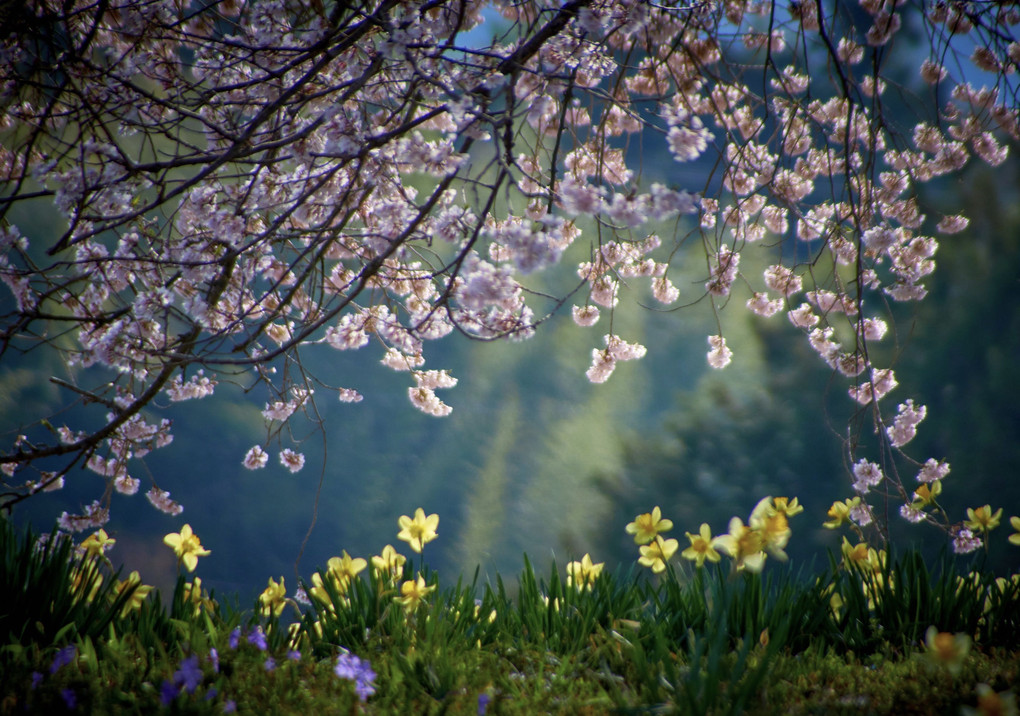 そこに佇む桜の巨木