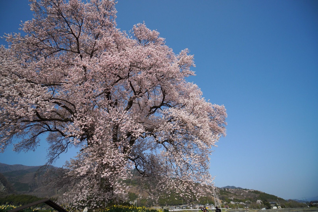 そこに佇む桜の巨木