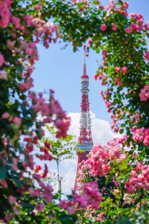 薔薇フレームの中の東京タワー