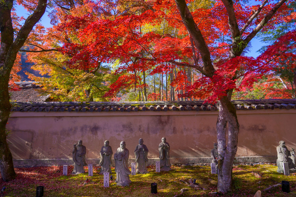 京の紅葉景色