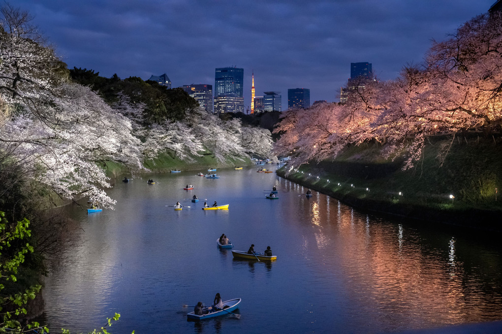 千鳥ヶ淵の桜三景　#カレンダー2024