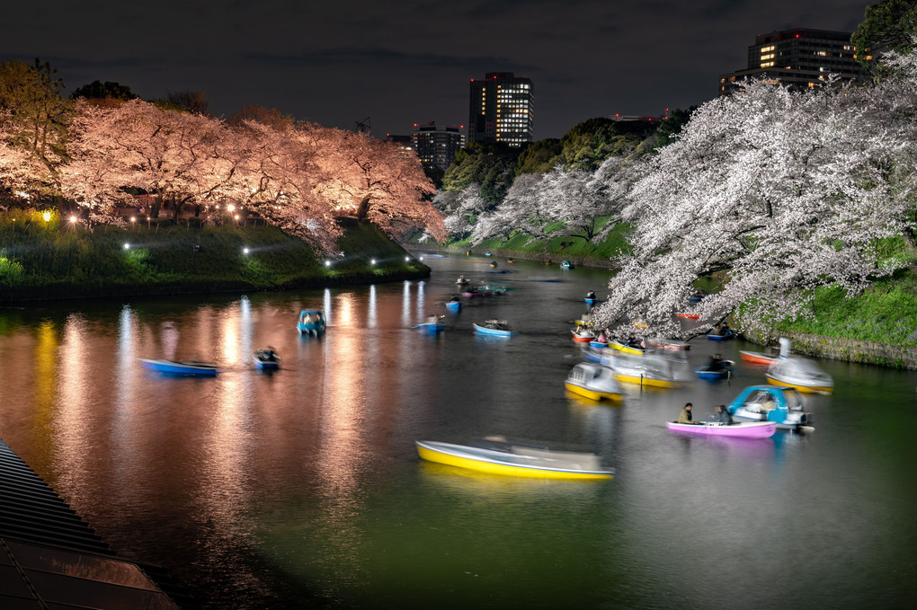 千鳥ヶ淵の桜三景　#カレンダー2024