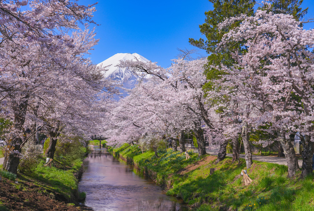 富士を彩る春の風景　#カレンダー2024