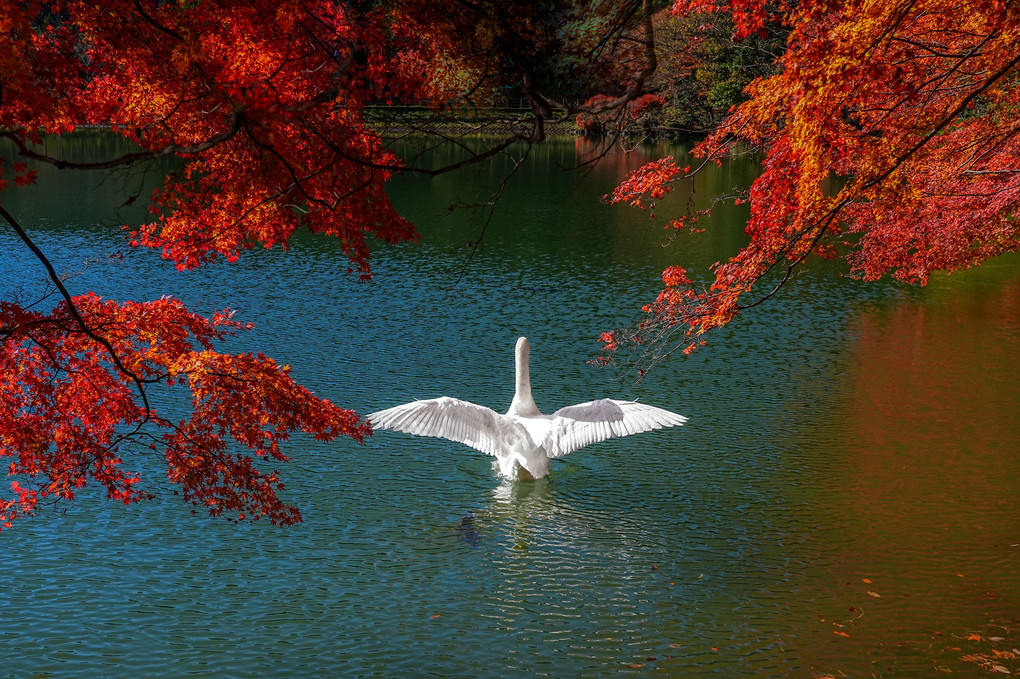 白鳥の湖2023  #カレンダー2024