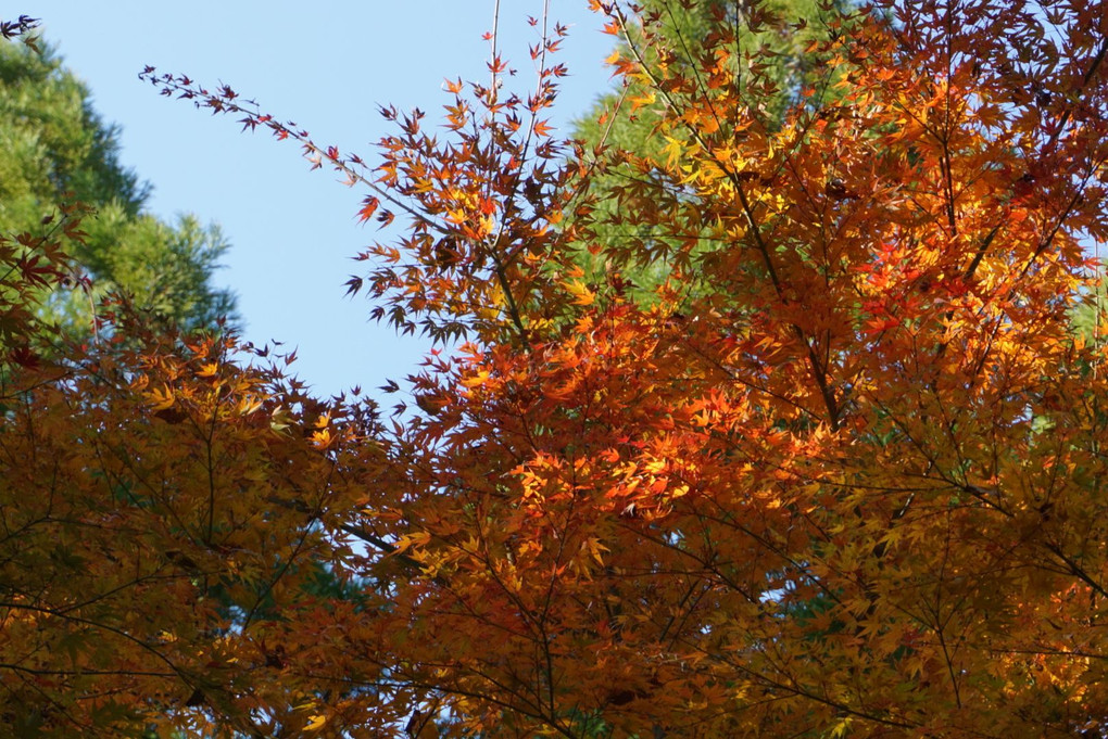 「秋の熊本」撮ってみた！
