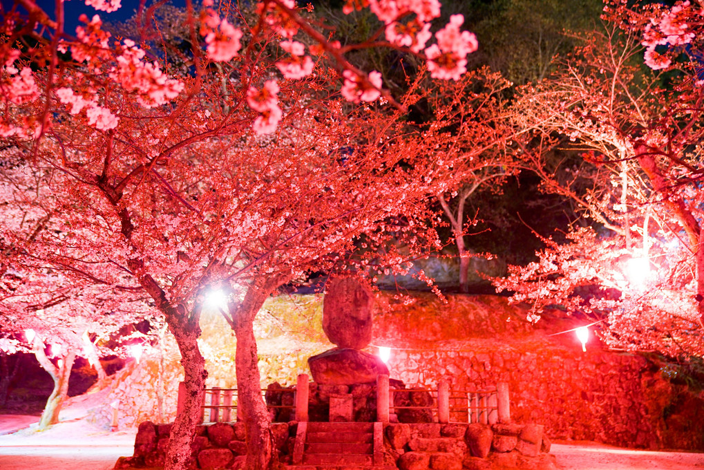 春の光明院前の夜桜