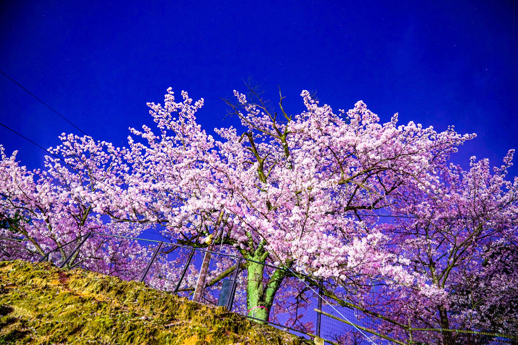 夜空と春の桜