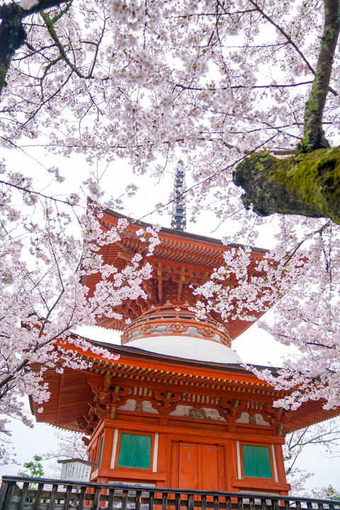 多宝塔の桜の風景