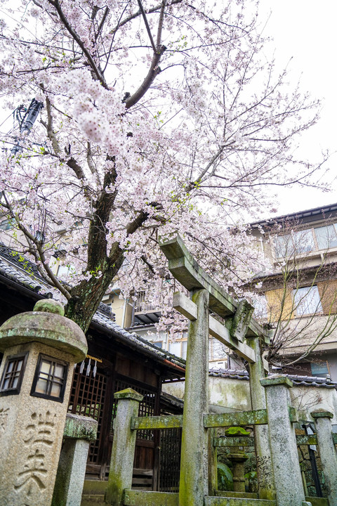 宮島の小さな神社「幸神社」の春の一枚