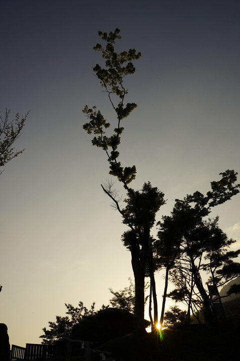 空に伸びる木と夕日