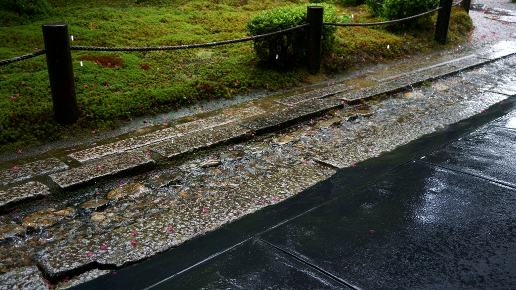 緑庭　大雨のち晴れ