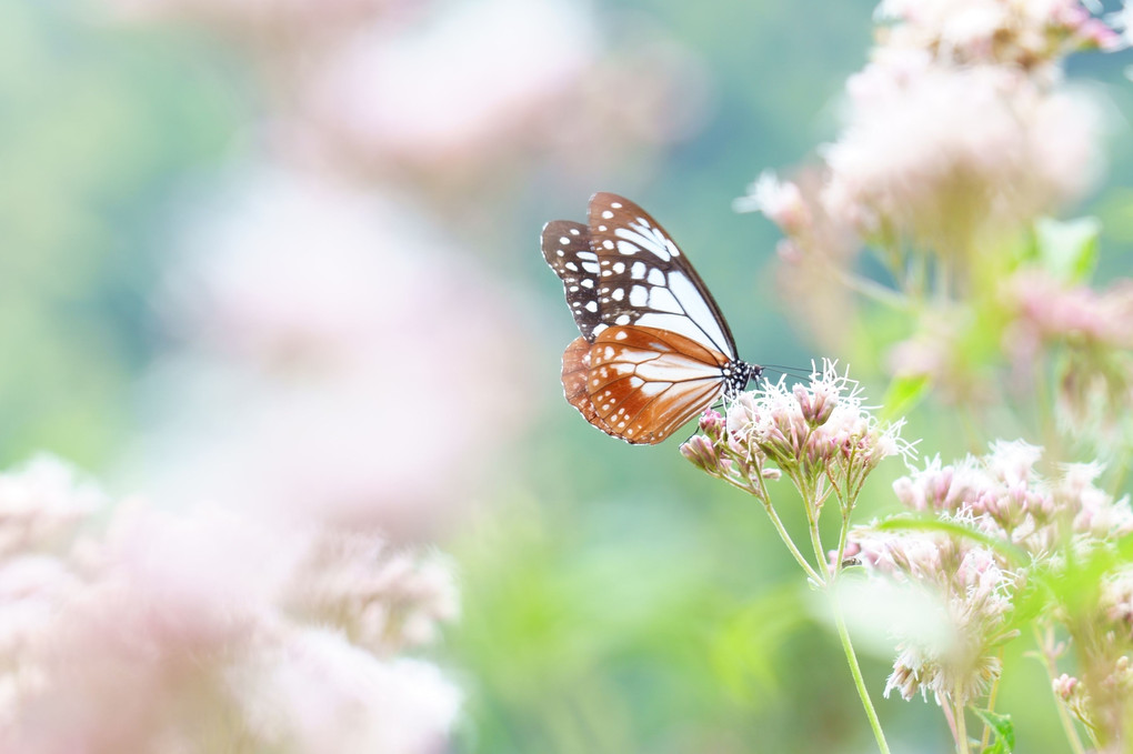 アサギマダラ　薄紅色に憩う