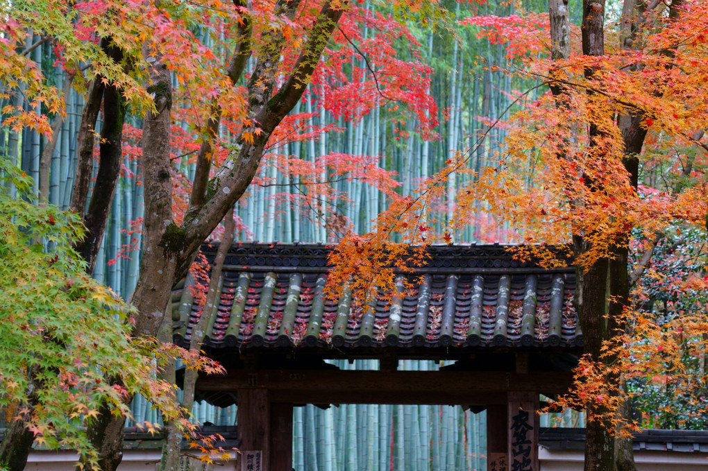西山の秋　竹の寺