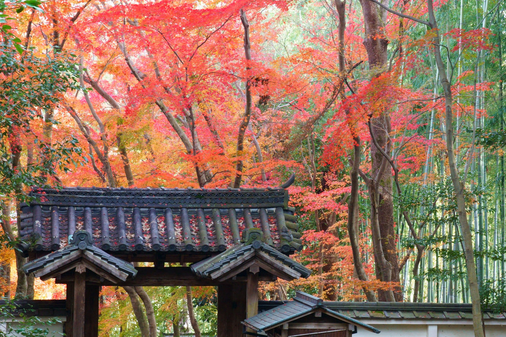 西山の秋　竹の寺