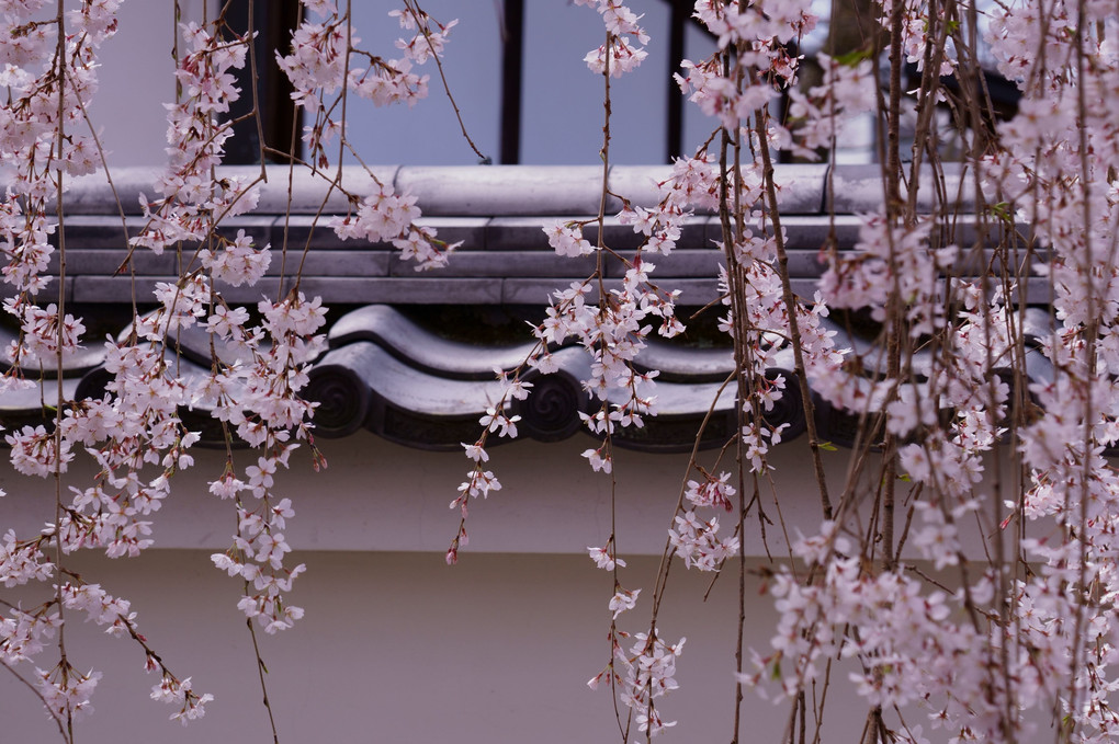 京洛の春　満天の桜