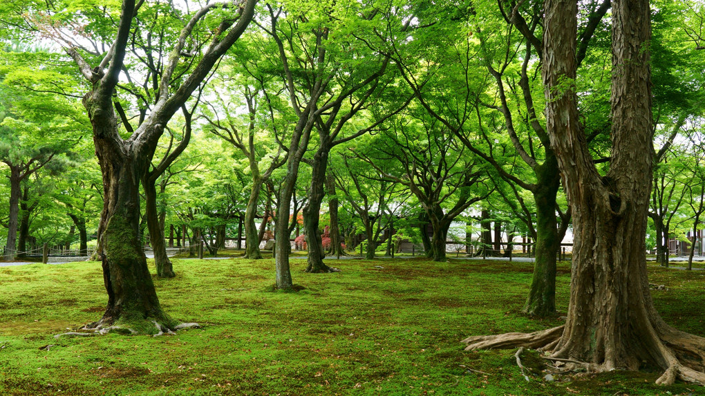 梅雨の止み間の東福寺