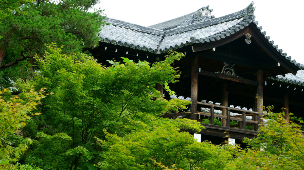 梅雨の止み間の東福寺