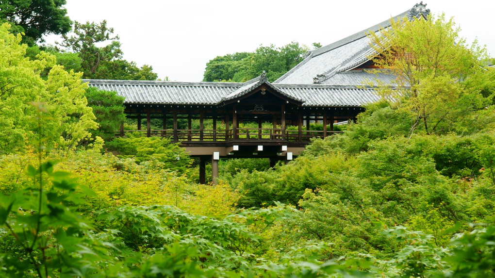 梅雨の止み間の東福寺