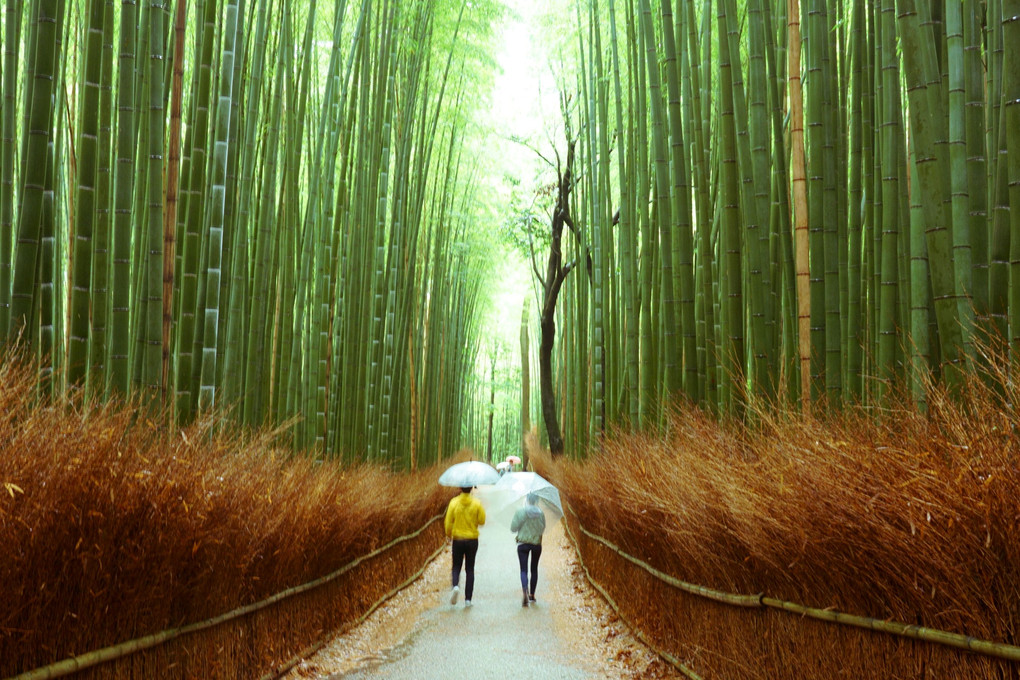  Rainy Road of Bamboo Forest