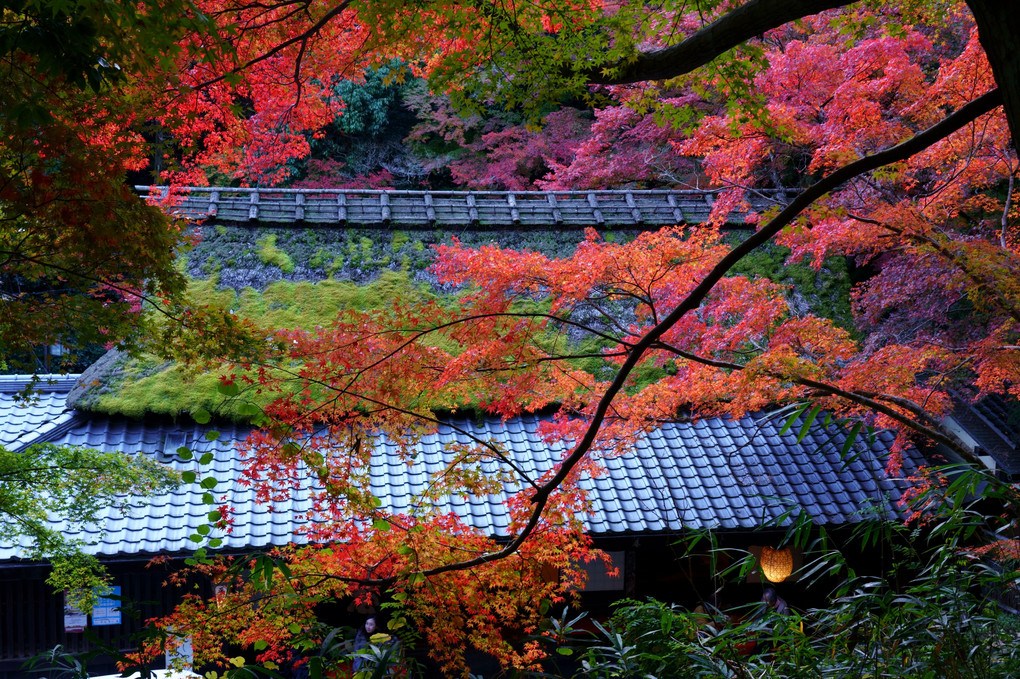 京都西山の秋'20　平野屋で虫やしない