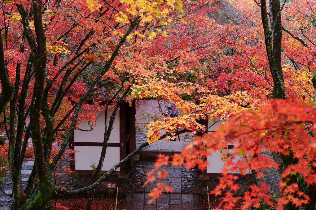 京都西山の秋'20　雨の仁王門