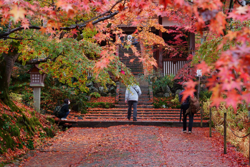 京都西山の秋'20　雨の仁王門