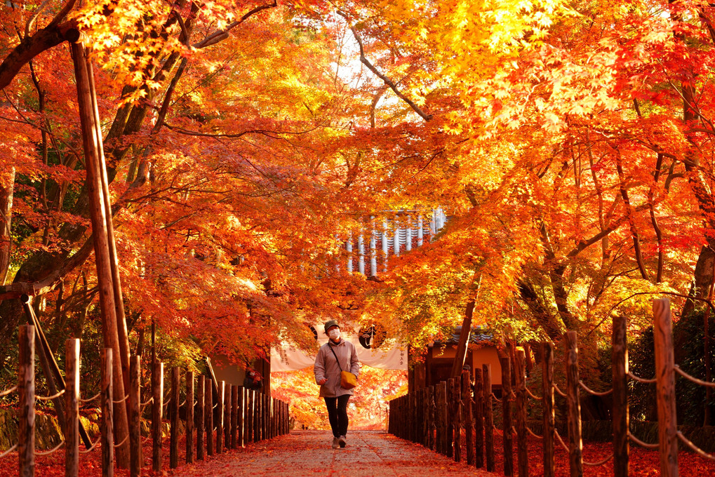 京都西山の秋'20　早朝の日差しが届く頃