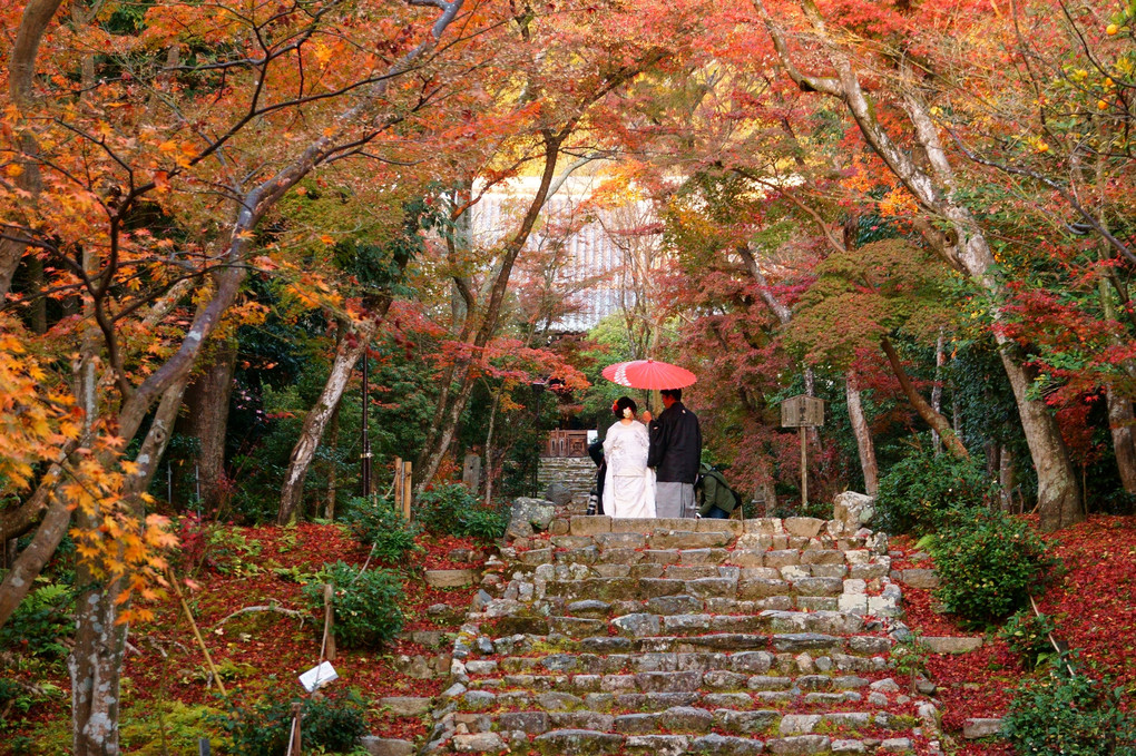 京都西山の秋'20　まだ日も昇らない時間なのに．．．