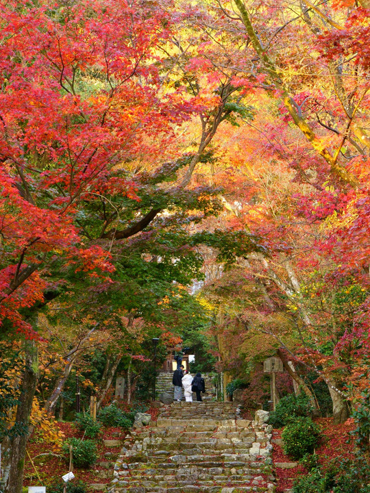 京都西山の秋'20　まだ日も昇らない時間なのに．．．