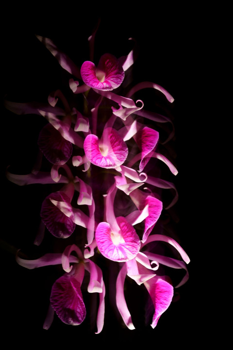Orchid Fall