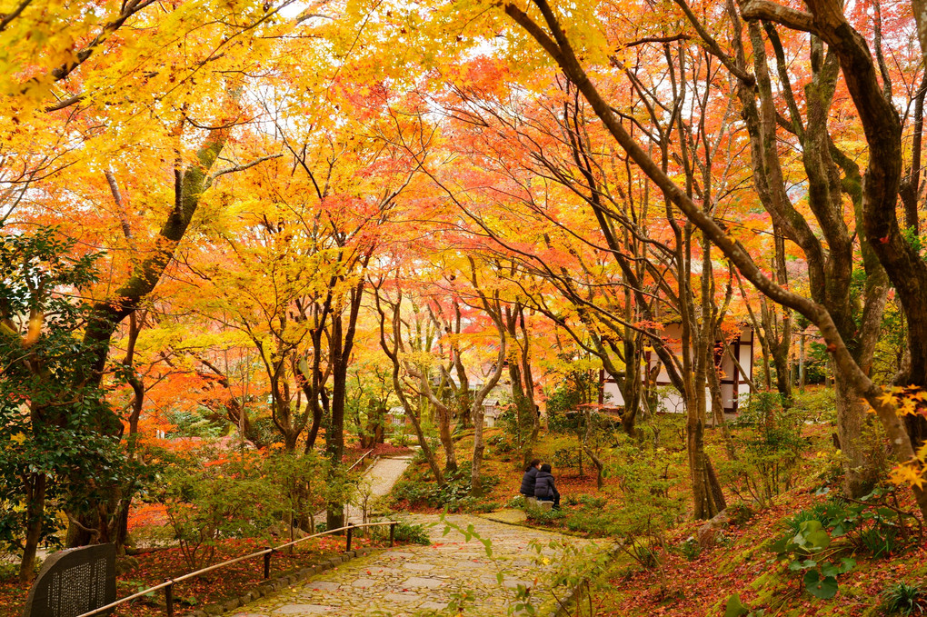 京都西山の秋'21 華やぎの時