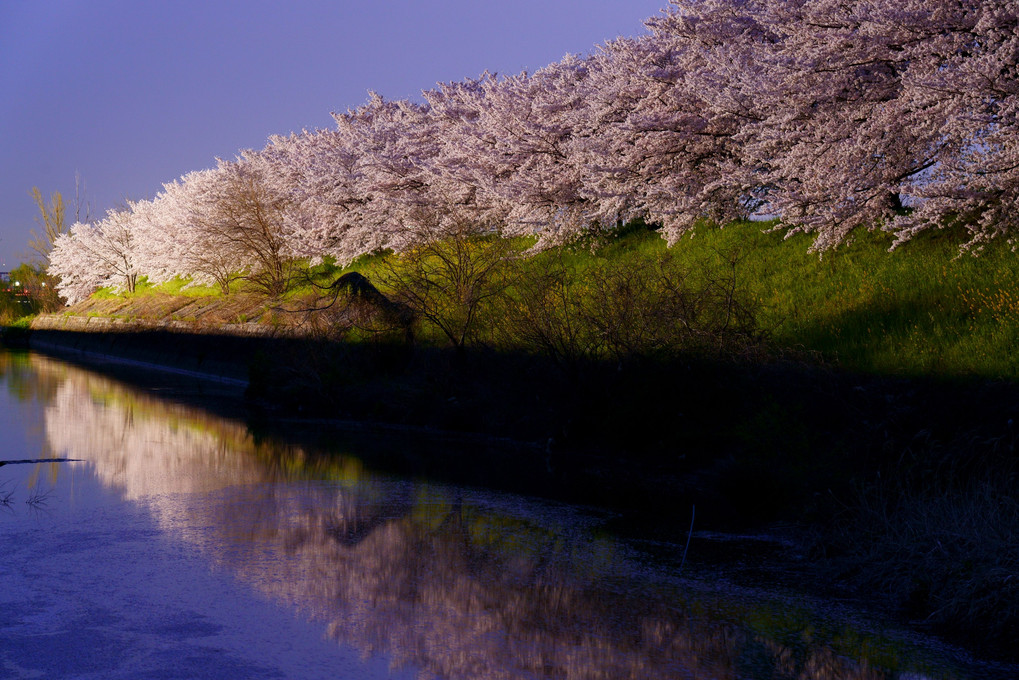 京洛の春'22　桂川の桜並木