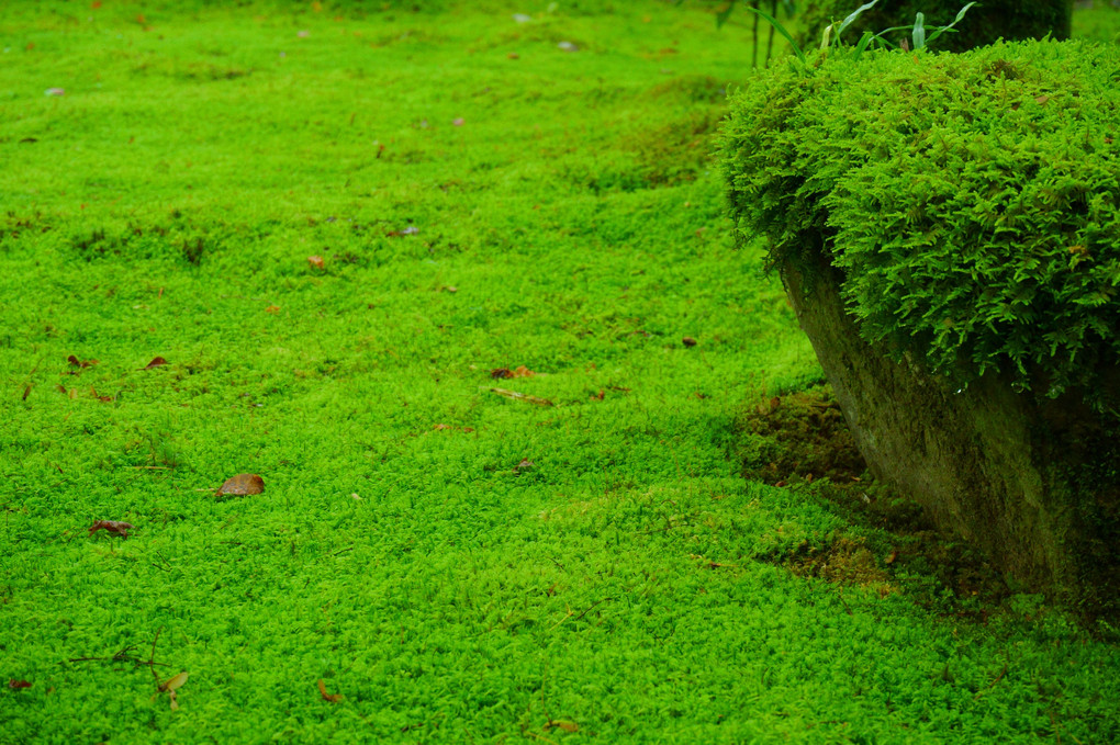the moss garden　中門付近