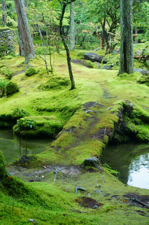 The moss  garden　心字池